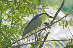 Night Heron in the Glade2.jpg
